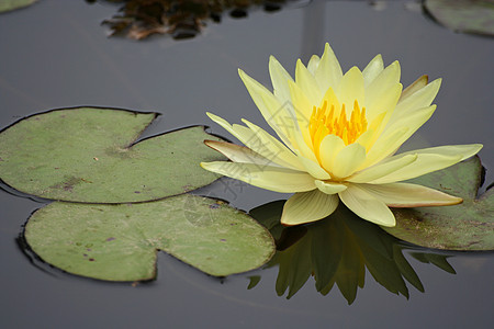 在池塘里给莉莉浇水荷花反射荒野异国百合植物学明信片花瓣季节植物图片