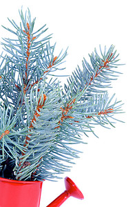 Blue Spruce分会的组合图片