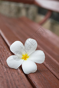 弗朗比帕尼植物花园鸡蛋花木头金子季节美丽茉莉花热带香水图片