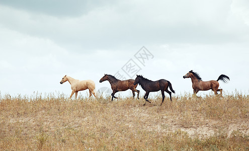 追跑打闹四匹马家畜水平运动农业哺乳动物团体动力学场地板栗动物背景