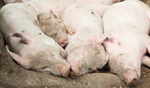 猪家庭吮吸农场干草哺乳动物护士团体猪肉孩子新生牛奶图片