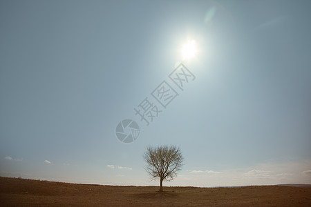 树阳光冥想阴影概念沙漠木头干旱草原日光孤独图片