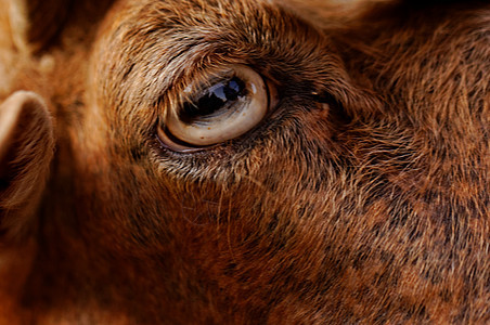 山羊的眼睛宏观牛角乡村哺乳动物棕色场地动物毛皮盘子成人图片