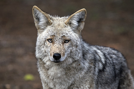 野木狼大衣野生动物荒野毛皮危险灰狼图片