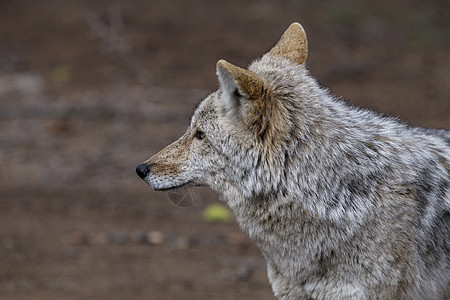 野木狼大衣毛皮荒野灰狼危险野生动物图片
