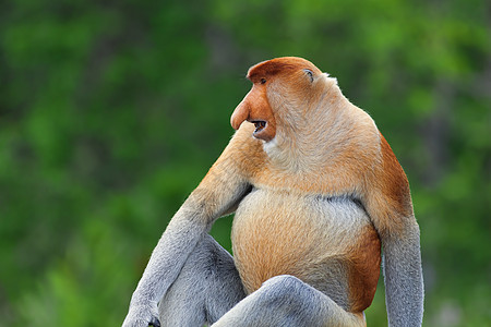 蛋白质猴子异国鼻子情调红树绿色荒野公园野生动物丛林森林图片