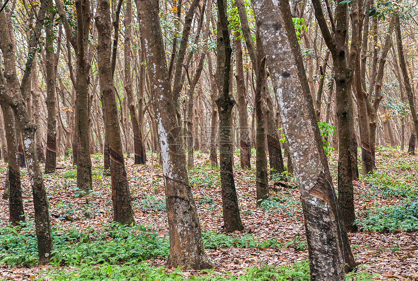 橡胶林木头材料风景环境树干农业树液松紧带生产乳胶图片