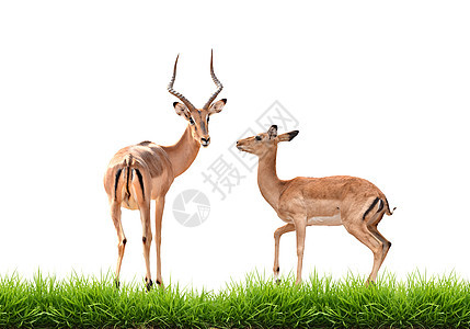 与绿草隔离的伊卜拉动物群男性野生动物公园食草羚羊动物环境哺乳动物绿色图片