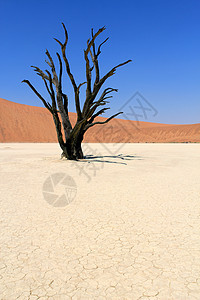 索苏夫莱在塞斯里附近的纳尼布沙漠中死去的山谷地貌风景死亡孤独旅游植物天空航向丘陵纳米布旅行图片