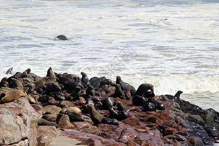 大西洋海岸Cape Cross保留区海豹殖民地动物岩石海洋海滩沙漠毛皮哺乳动物野生动物捕食者生活图片
