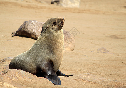 大西洋海岸Cape Cross保留区海豹殖民地海滩航班岩石生活动物地球哺乳动物动物群海洋食肉图片