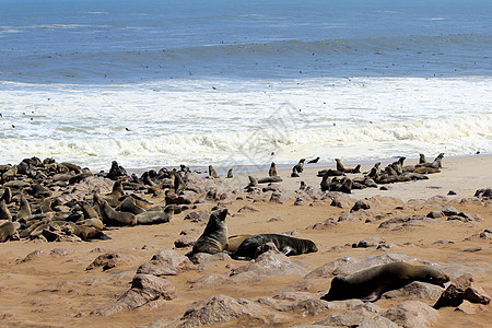 大西洋海岸Cape Cross保留区海豹殖民地动物群食肉生活海滩生态动物沙漠海岸海洋野生动物图片