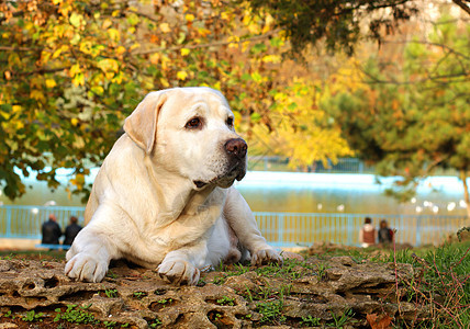 秋天的黄色拉布拉多太阳朋友宠物森林公园喜悦小狗猎犬树叶图片