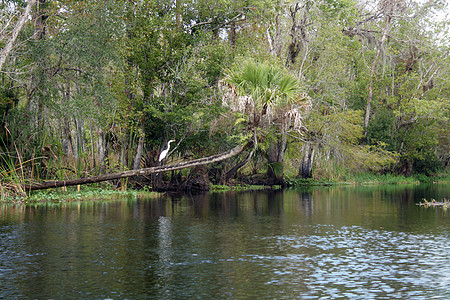 热带森林中的溪河(7)图片