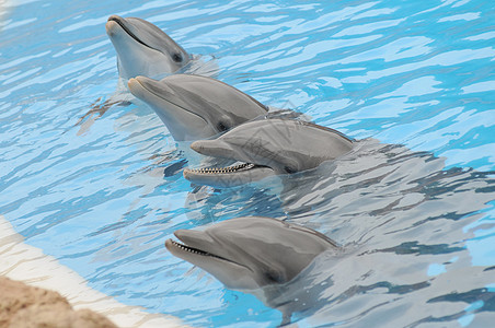 蓝色水上的灰色海豚野生动物乐趣水池动物脚蹼海洋鲸鱼生物生活瓶子图片