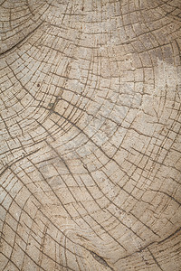 木质纹理木头棕色树干同心圆圈植物材料日志戒指木材图片