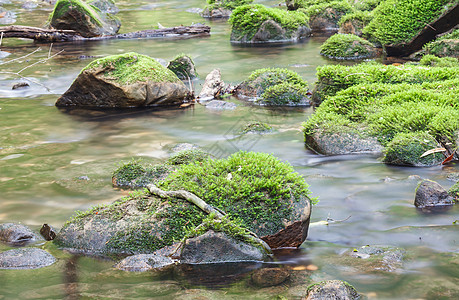 蚊子覆盖了河流中的岩石流动峡谷溪流美丽风景荒野叶子植物木头苔藓图片