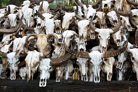 水牛头骨想法死亡兽骨哺乳动物牛角艺术奶牛背景死动物动物图片