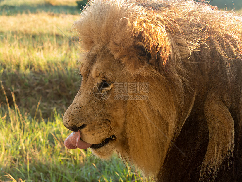 南部非洲草地上的老雄狮子群衬套毛皮环境晴天狮子濒危食肉捕食者荒野舌头图片