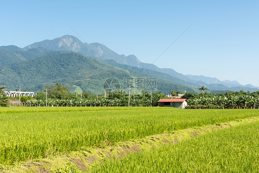 农村风景季节天堂农场蓝色农业植物生长牧歌粮食栽培图片