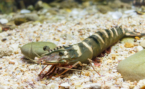 斑节虾黑虎虾动物美食饮食对虾午餐食物贝类海鲜健康小吃背景