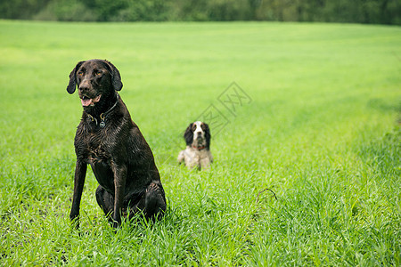 两只狗植物哺乳动物朋友小狗犬类快乐宠物乐趣草地地面图片