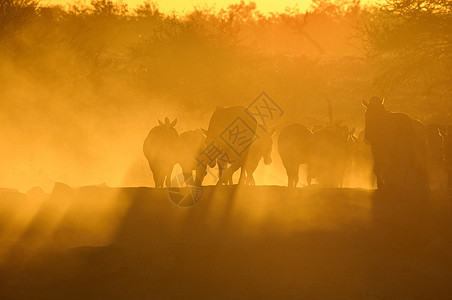 Okaukeujo水井日落 纳米比亚风景太阳戏剧性孤独乡村纳米布橙子动物黄色天空图片
