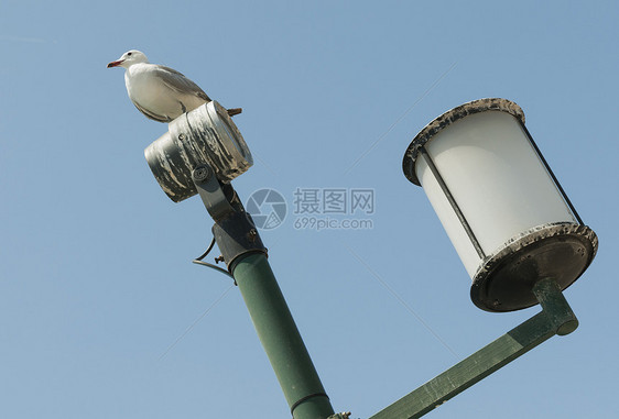 鸽子在灯上图片