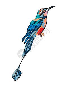 鸟的矢量图画插图野生动物飞行叶子雀科麻雀艺术宠物鸽子喉咙图片