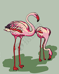 涂漆的火烈鸟     矢量说明野生动物羽毛荒野红色异国艺术手绘情调翅膀动物园图片