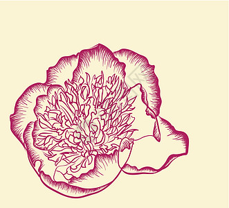 矢量装饰图像牡丹花花朵风格花园植物牡丹花瓣插图花店织物墙纸背景图片