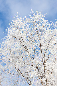 青霜覆盖的树天空阳光蓝色场景雪花美丽森林荒野树木季节图片