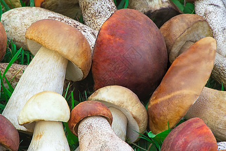 森林草地上美丽的蘑菇烹饪爱好生长娱乐对象白色闲暇季节餐饮食物背景图片
