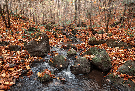 有小溪的秋季森林小路国家风景公园叶子橙子季节溪流生态场景图片