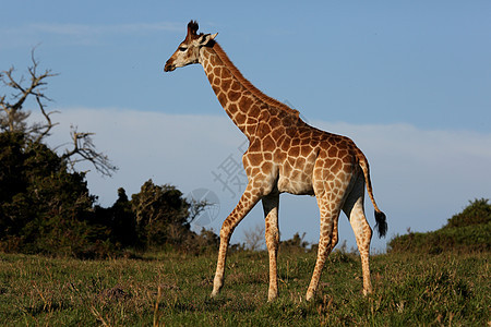 非洲拉法旅游荒野天空食草脖子哺乳动物动物棕色大草原草原图片