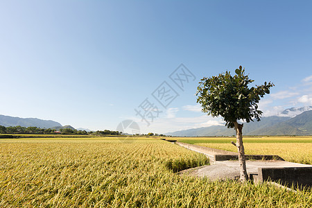 金田稻田植物生长村庄农场谷物蓝色农村风景场地牧歌图片