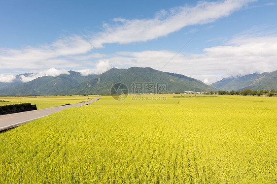 金田稻田村庄蓝色场地牧歌收成天空农业生长食物粮食图片