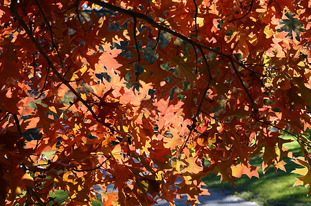 秋天黄色季节叶子树叶红色橡木橙子图片