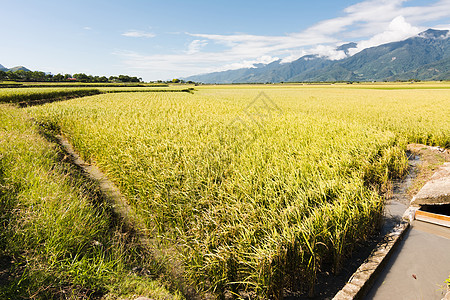 金田稻田文化村庄场景植物稻田农业食物粮食谷物蓝色图片