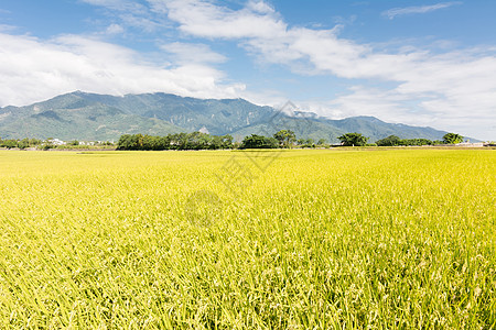 金田稻田食物生长村庄风景文化牧歌栽培蓝色收成粮食图片