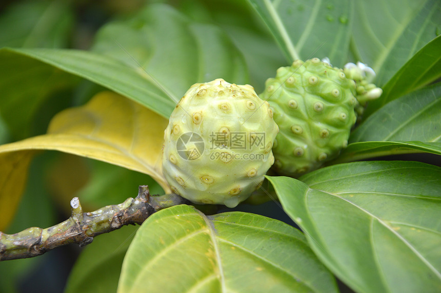 果类莫林达柑橘果汁营养素水果生产植物食物赏金蔬菜热带农业图片