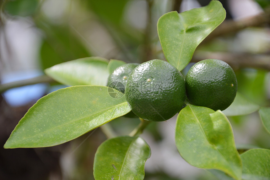 石灰果食物柠檬饮食叶子场地植物热带季节农业美食图片