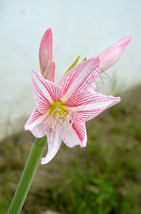 白氨酰氟花季节植物群热带灯泡叶子百合花粉花园花瓣生长图片