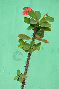 乌普霍比亚毫升德穆尔盆栽生长军官宏观叶子花瓣花园房子灌木植物图片