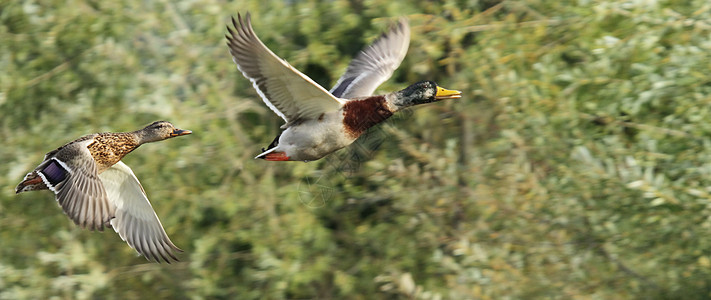 华达鸭子飞翔水禽航班天空动物荒野羽毛团体飞行男性鸟类图片