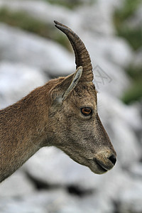 野生雌性高山海拔(ibex)肖像图片