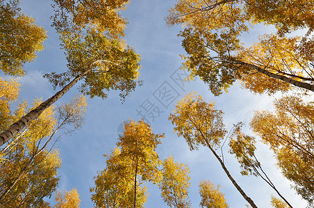 黄树木头阳光森林叶子金子桦木条纹蓝色天空光束图片