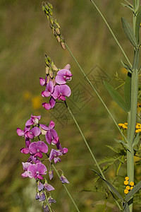 Lathyrus 间距植物群宏观性质植物叶子背景紫色图片