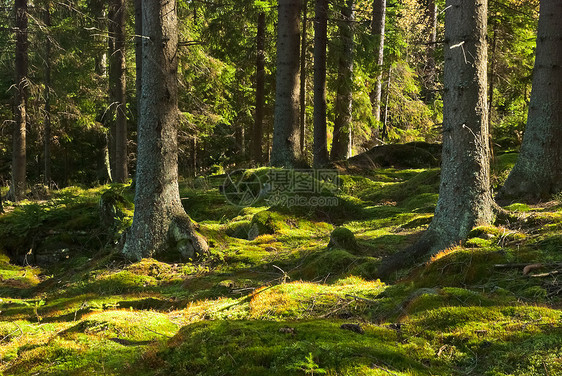 原始森林栖息地阴影风景晴天叶子植被沼泽多样性荒野森林图片