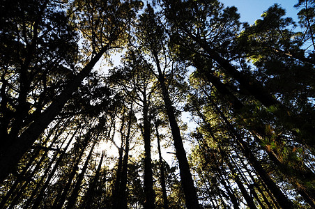 相当高的松木林荒野环境树木松树公园木头蓝色天空绿色季节图片